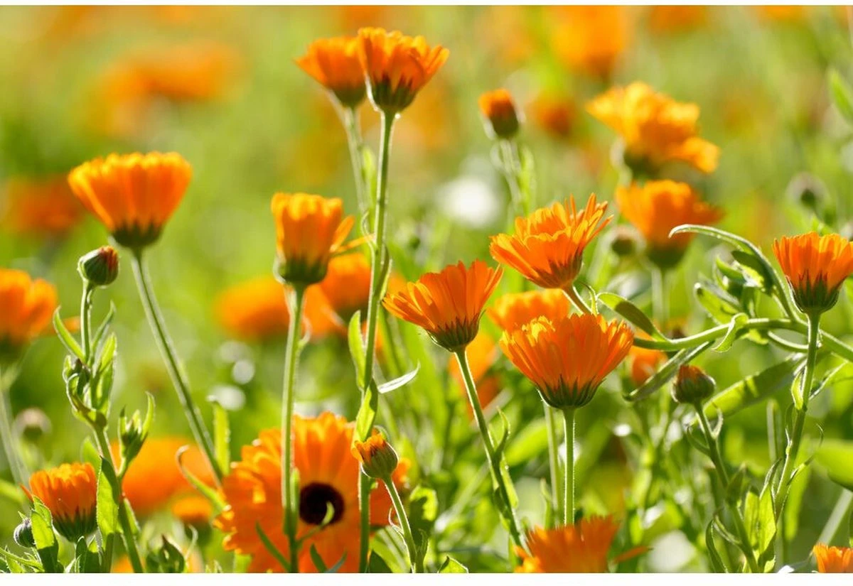 Weleda Baby Calendula Weer & Windbalsem 3 Weleda Baby Calendula Weer & Windbalsem - Afbeelding 3